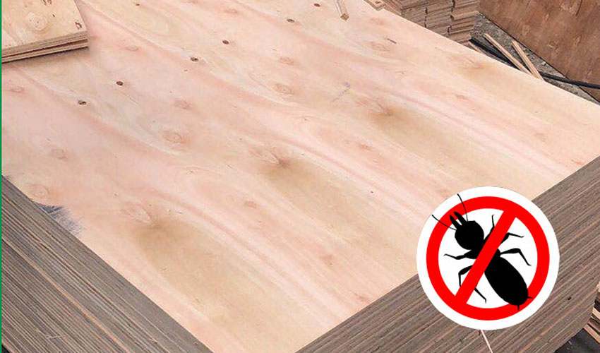 Can Marine Plywood Prevent Termite Damage